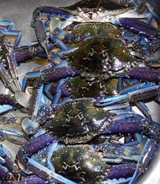 Blue Swimmer Crabs