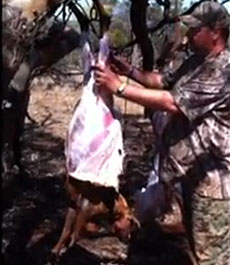 Field Dressing A Goat