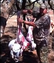 Field Dressing A Goat