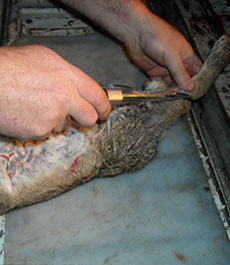 Field Dressing A Rabbit