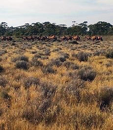 Gaining Access to Properties for Hunting