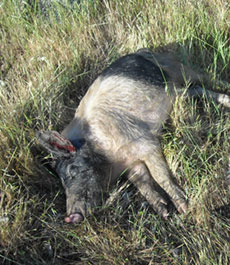 Is wild pig ok to eat?